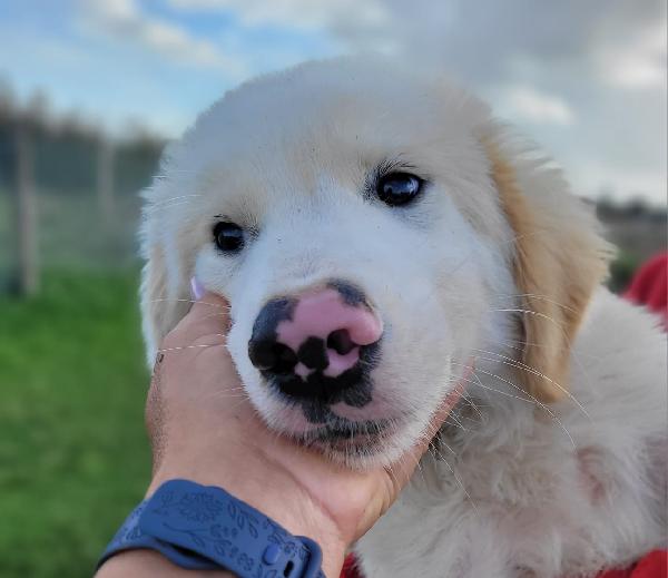 Cesare, cucciolo dal nasino maculato ❣️ Foto 2
